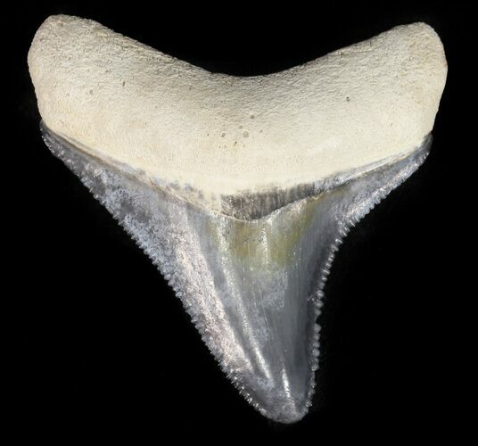Serrated Megalodon Tooth - Bone Valley, Florida #48687